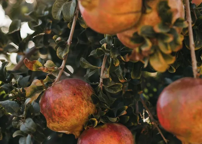 Kea Thea By A&d Vila Otziás